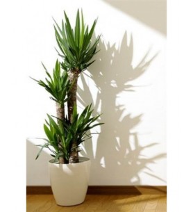 Üçlü Yucca Çiçeği